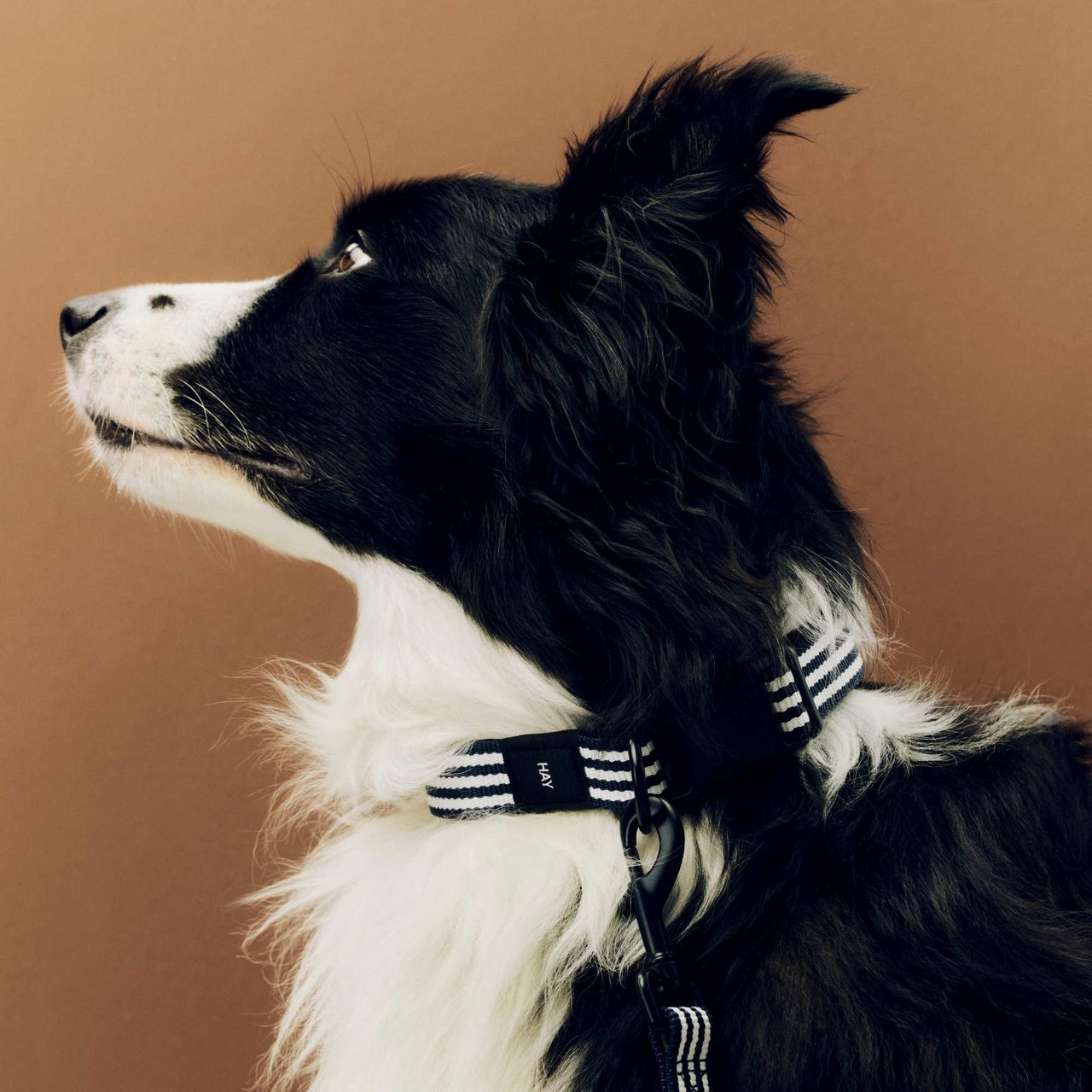 HAY Dogs Collar Flat, M/L