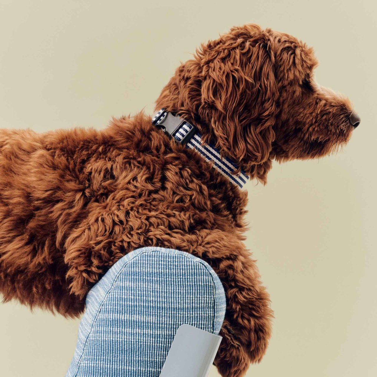 HAY Dogs Collar Flat, S/M