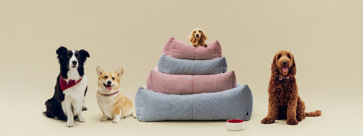 Shop Pets Accessories