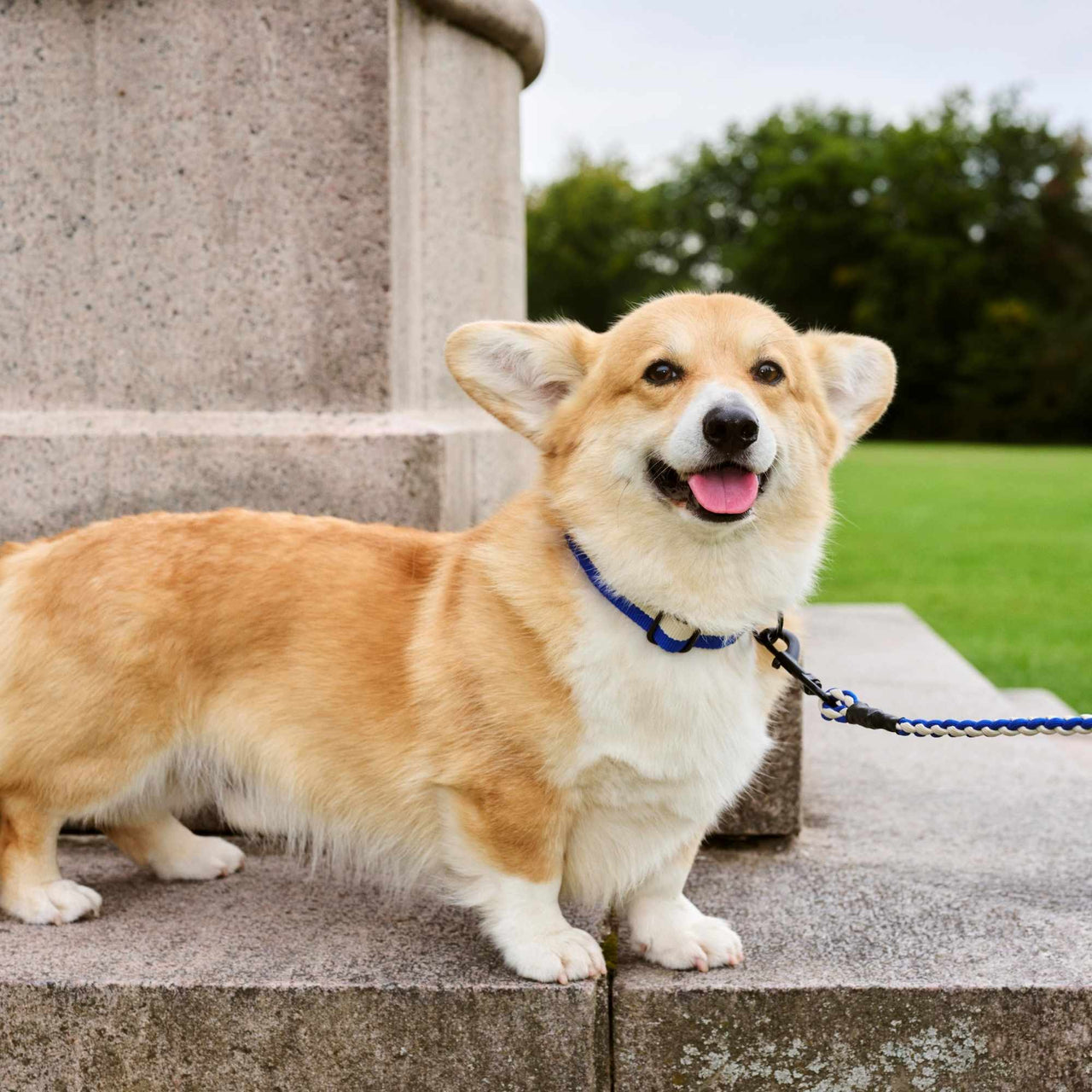 HAY Dogs Collar Flat, Small/Medium