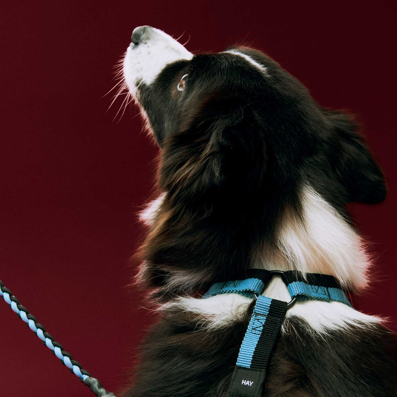 Dogs Harness, Medium