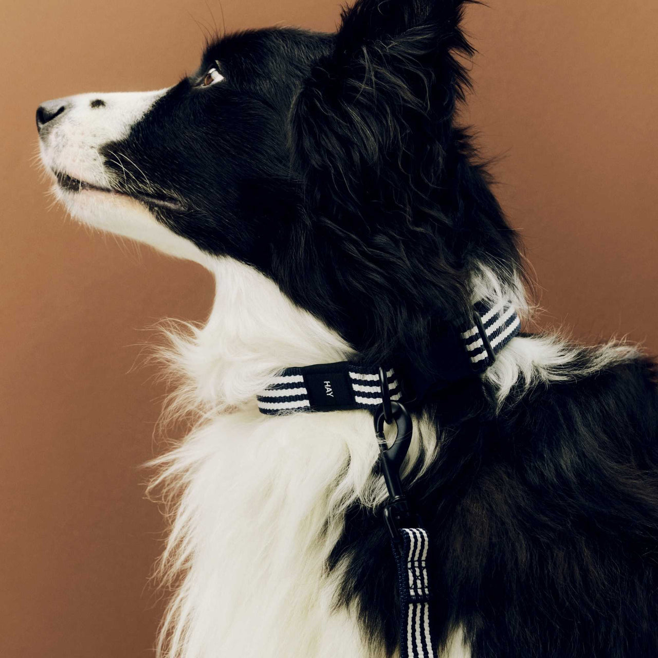 HAY Dog Leash, M/L