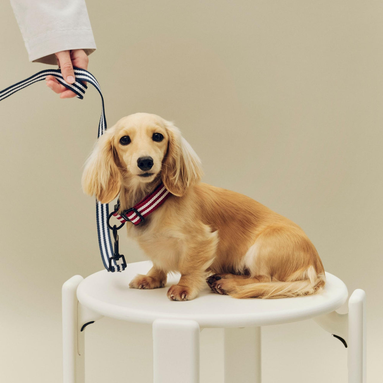 HAY Dog Leash, S/M